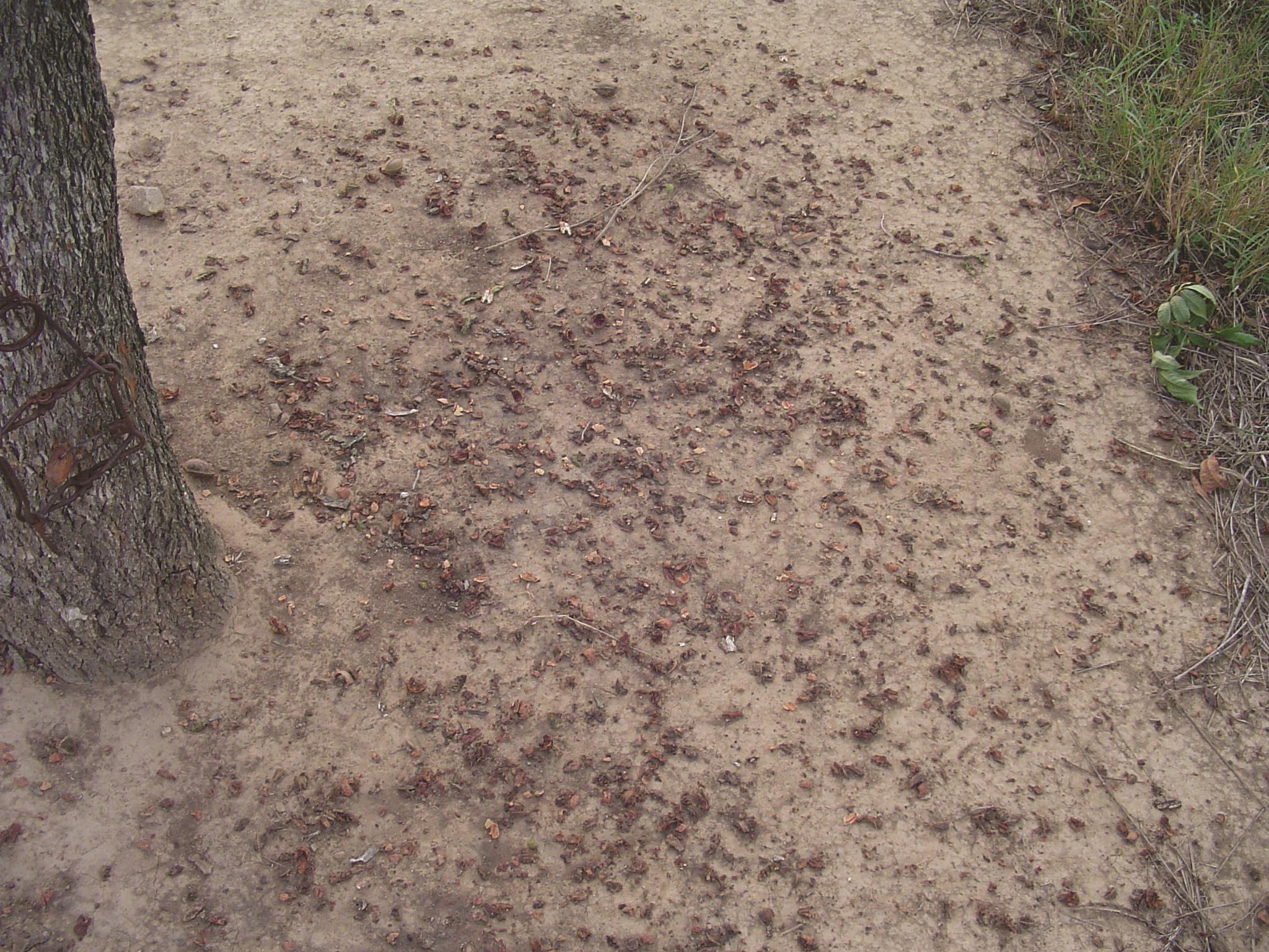 Squirrel Damage